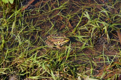 Frog in river