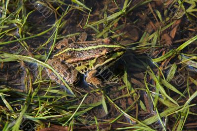 Frog in river