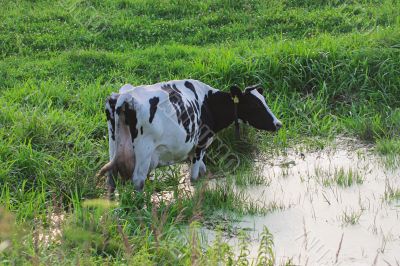 Straggled cow Straggled cow