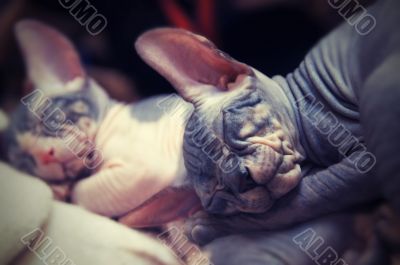 Sphynx brothers