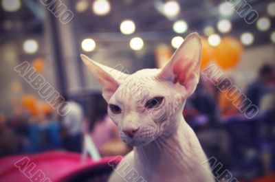 Angry peterbald