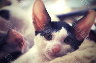 Young Cornish Rex