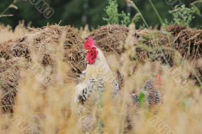 Rural landscape with cock and hen.