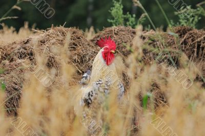 Rural landscape with cock.