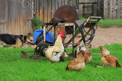 Rural landscape with farm animals.