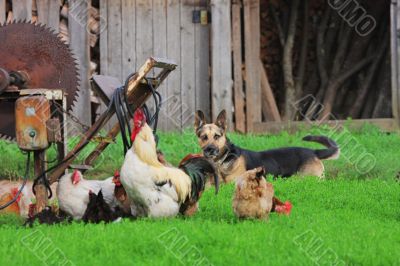 Rural landscape with farm animals.