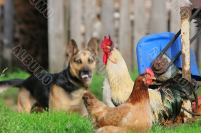 Rural landscape with farm animals.