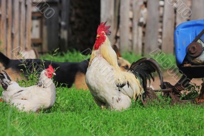 Rural landscape with farm animals.