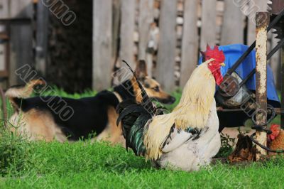 Rural landscape with farm animals.