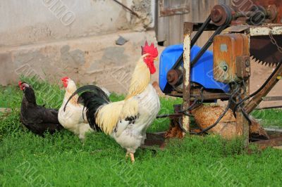 Rural landscape with farm animals. Rural landscape with farm animals.