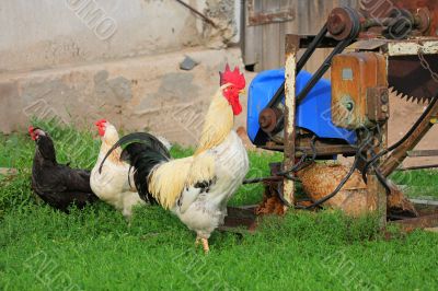 Rural landscape with farm animals.