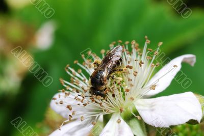 bee sitting on blossom blackberry