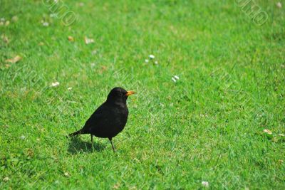 amsel amsel