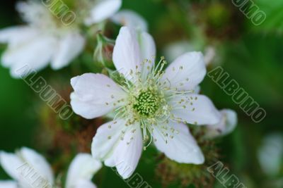 blackberry flowers