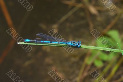 dragonfly sits on leaf