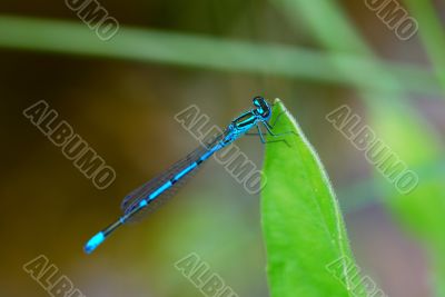 blue dragonfly on the pond