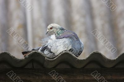 Pigeon on the roof.