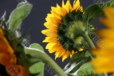 Sunflower in studio 5