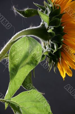 Sunflower in studio 3