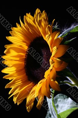 Sunflower in studio 1