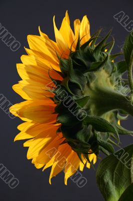 Sunflower in studio 2