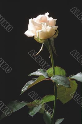 Cream-color rose on the dark background