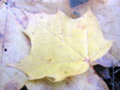 The golden leaf. October. Peterhof
