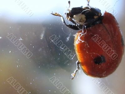 Ladybird. Coccinella.