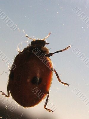 Ladybird. Coccinella.