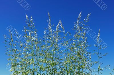 Flowering cereal grass