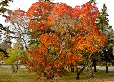 Autumn in Regina