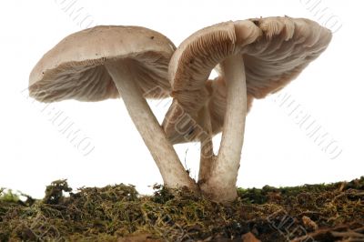 Mushrooms on a tree