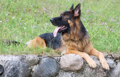 Dog breed german shepherd lies on the grass