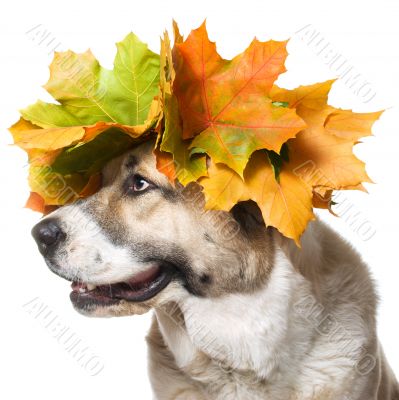 Dog in a maple wreath ,isolated  