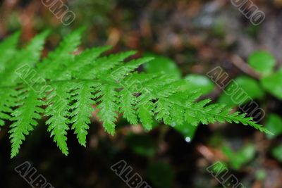 green fern