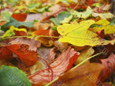 Yellow red and green fallen leaves on the ground