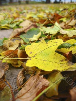 Yellow fallen leaf cover the dark ground