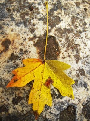 Yellow fallen leaf on the wet ground