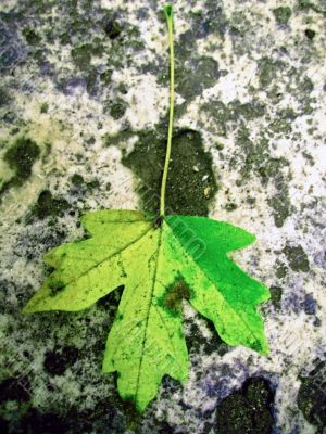 Green fallen leaf on the dark ground