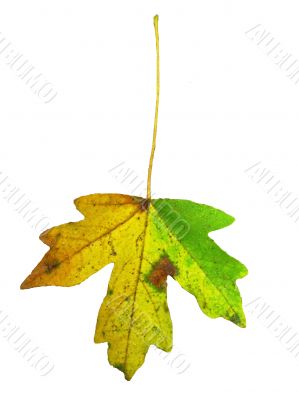 Yellow and green leaf isolated