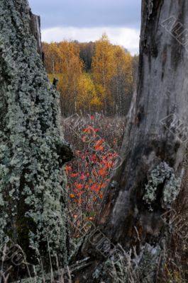 View Between Tree Trunks