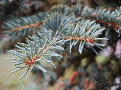 Green pins of the blue fir branch