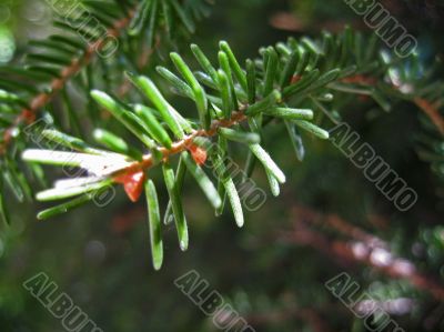 Green pins of the fir branch