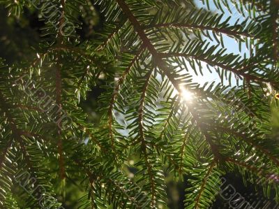 Sun shining through the fir branch and pins