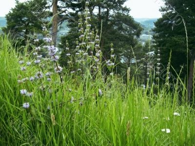 Green meadow with a flowers and firs background