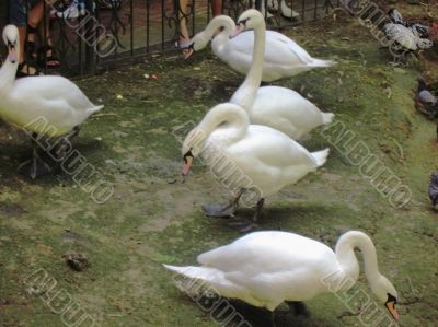 White swans and doves in the zoo