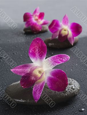 zen stones with orchid flowers