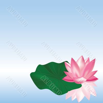 lotus on the water