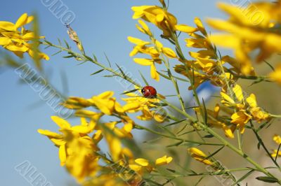 Organic flower texture