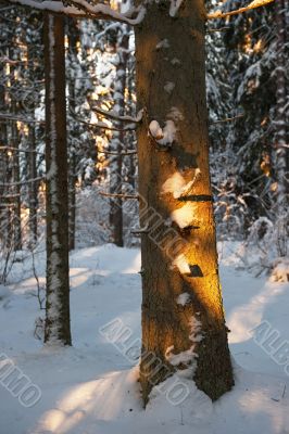 Forest in the winter